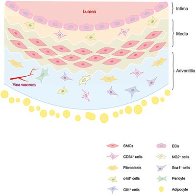 Vascular Stem/Progenitor Cells in Vessel Injury and Repair